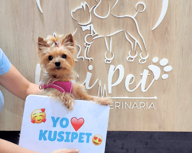 Perritos en grooming KusiPet — foto 6