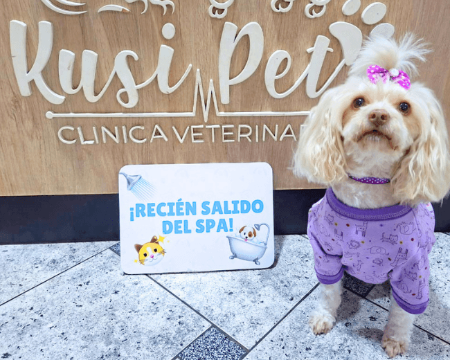 Perritos en grooming KusiPet — foto 8
